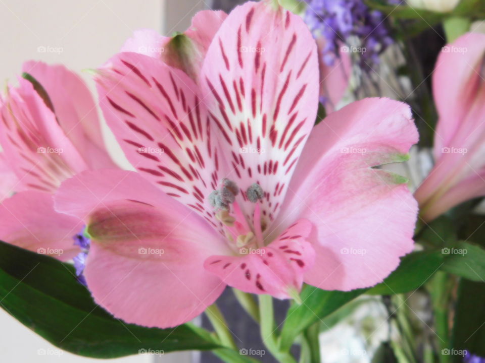 Beautiful close of a flower