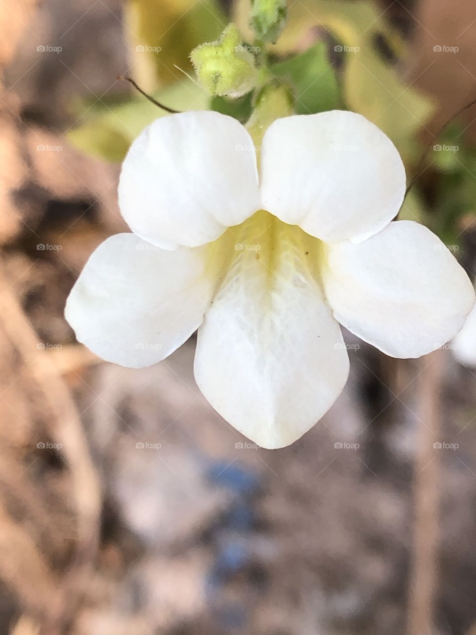 The stories of the white color, Countryside ( Thailand)