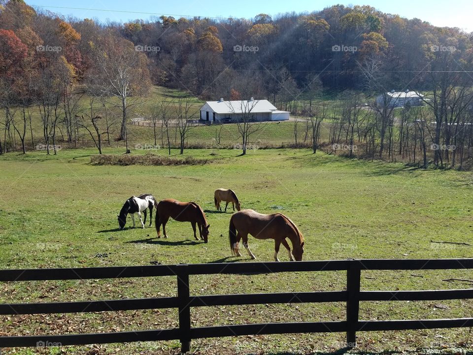 Horses In Autumn