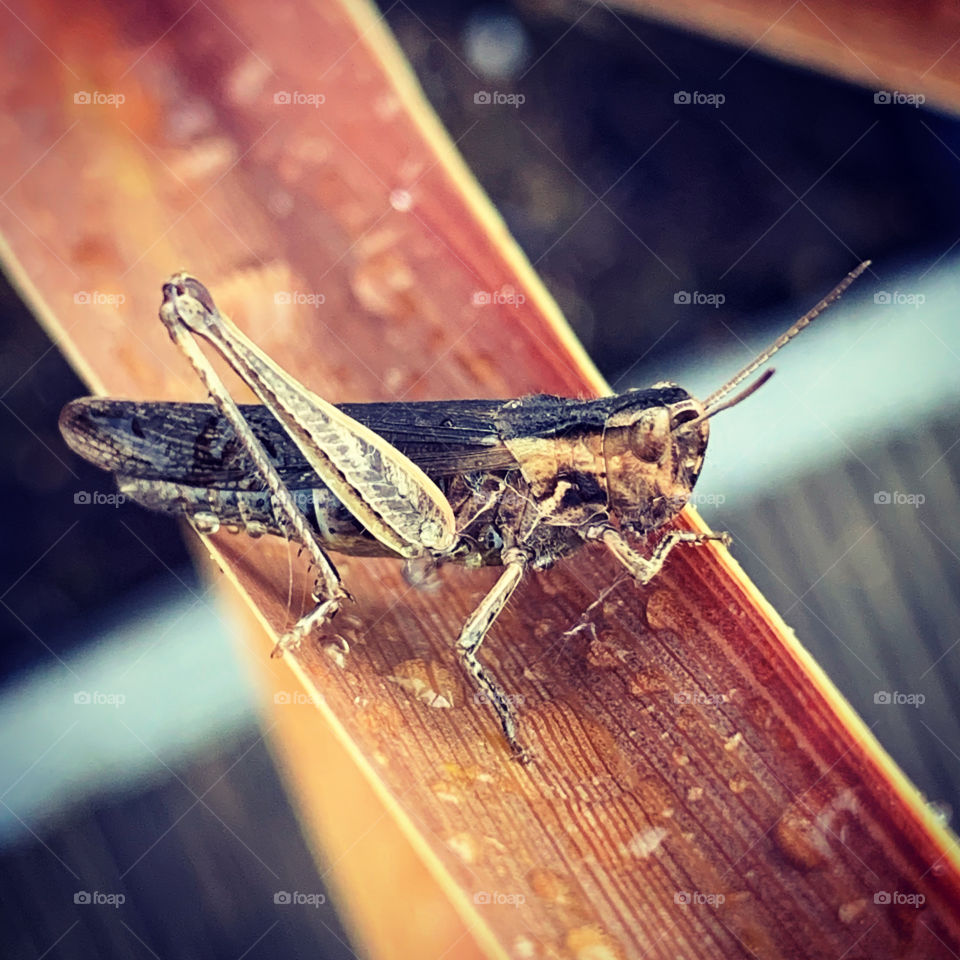 Grasshopper
