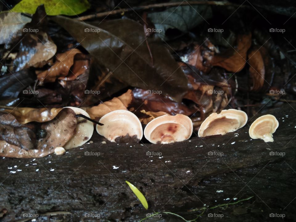 wild mushrooms on the wood