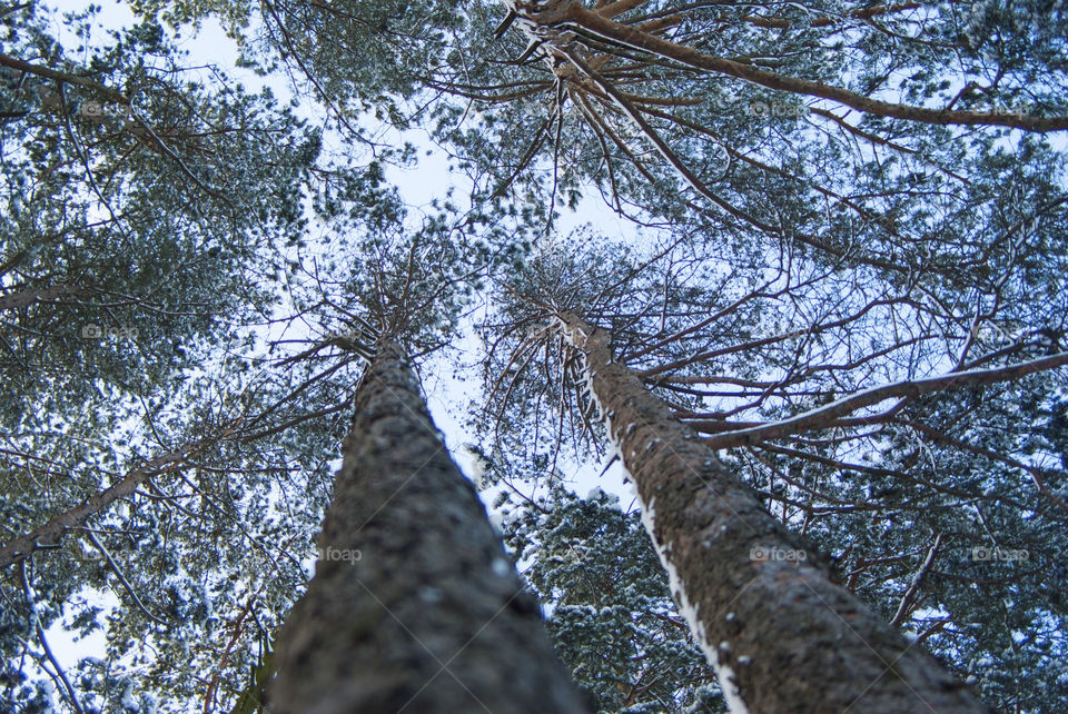 forest in winter. snow