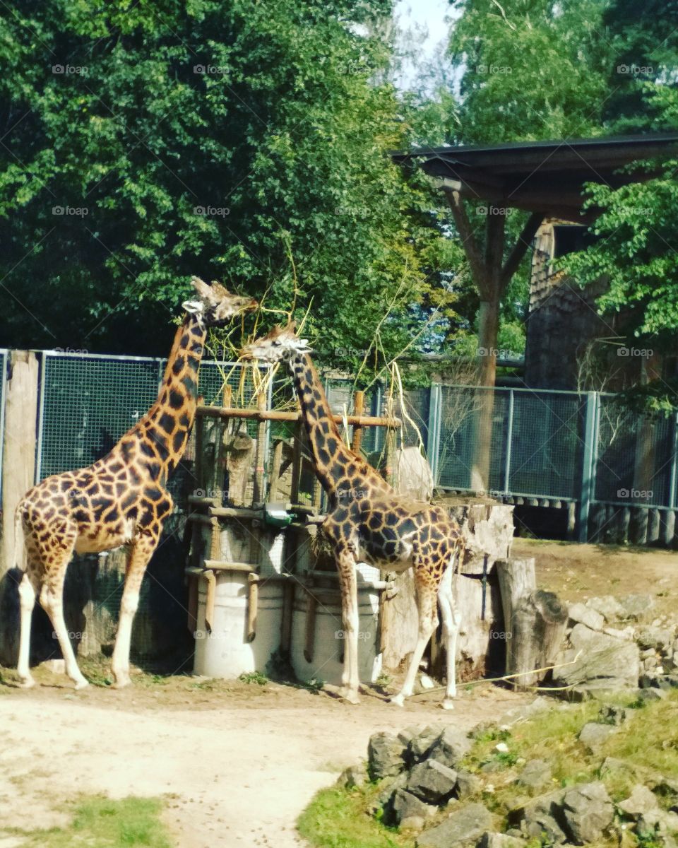 Жирафы в зоопарке
