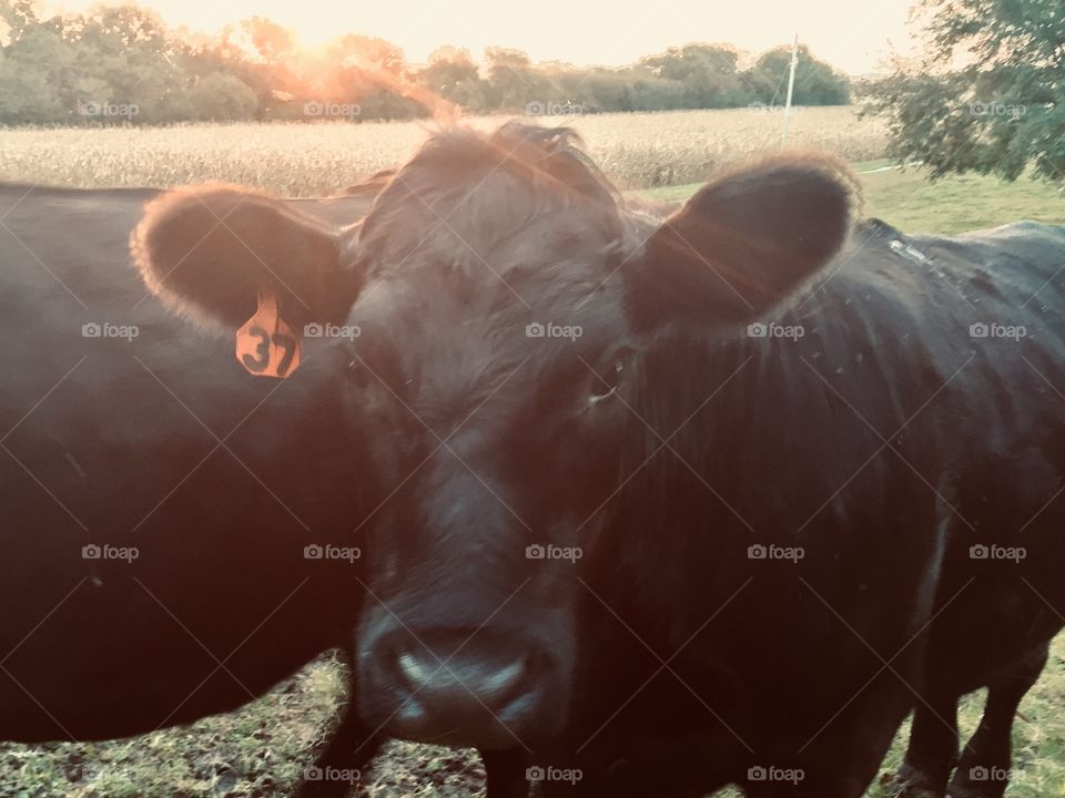 A black steer looking at the camera with a blurred cornfield ready for harvest in the background, sunlight streaming over trees in the distance 