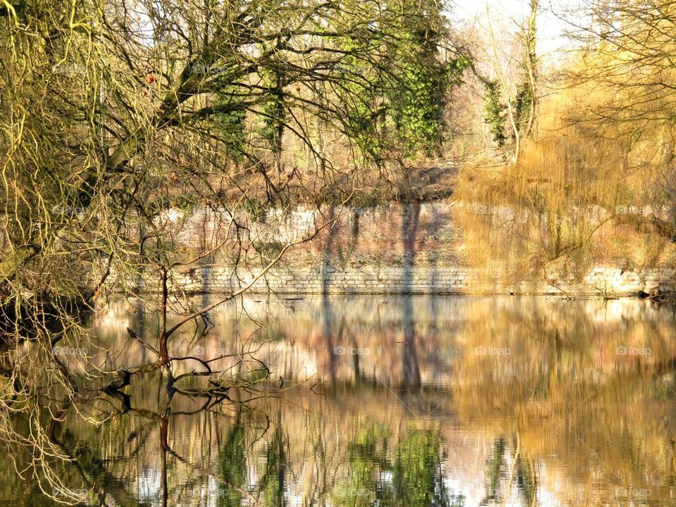 Reflection of trees in water