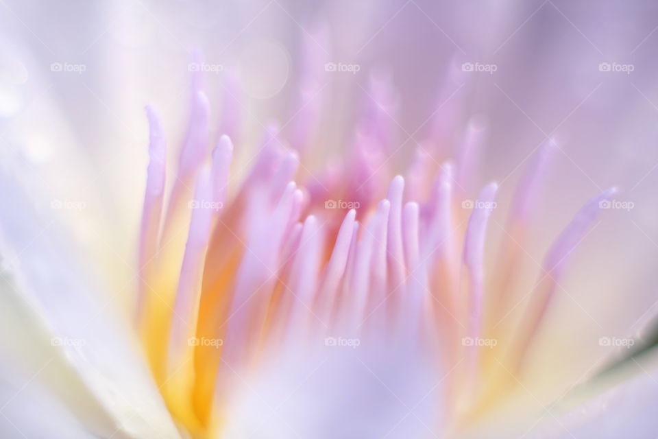 Lotus flowers with blurred