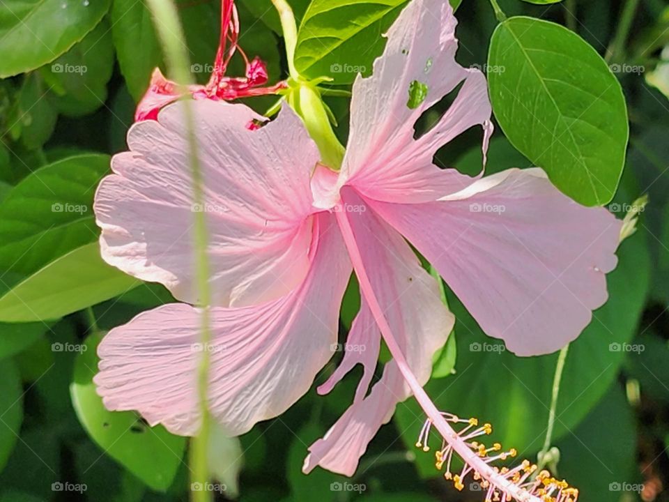 spring hibiscus
