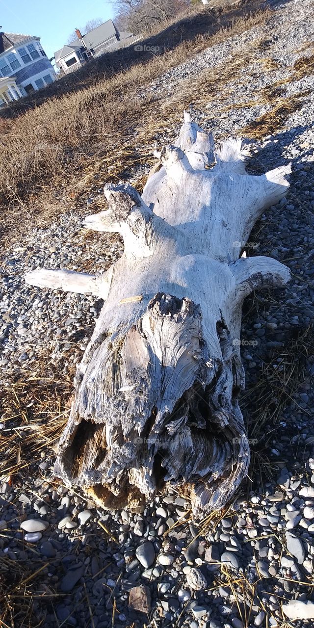 driftwood on shore