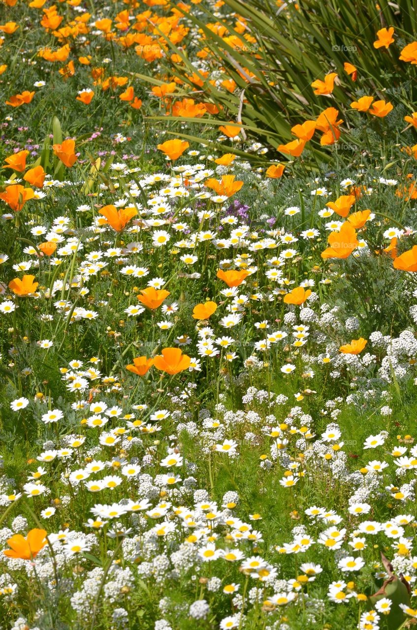 California flowers