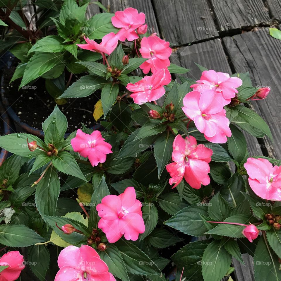 Beautiful flowers growing in my grandmother's garden.