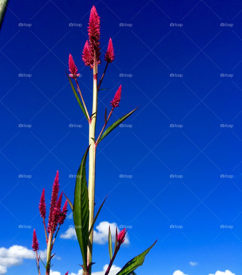 Blue skies and beautiful flowers
