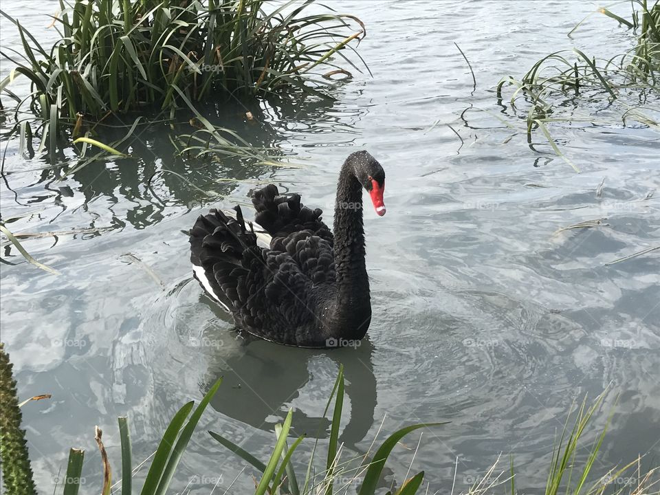The Black Swan at Waterways Lake - Melbourne Australia 