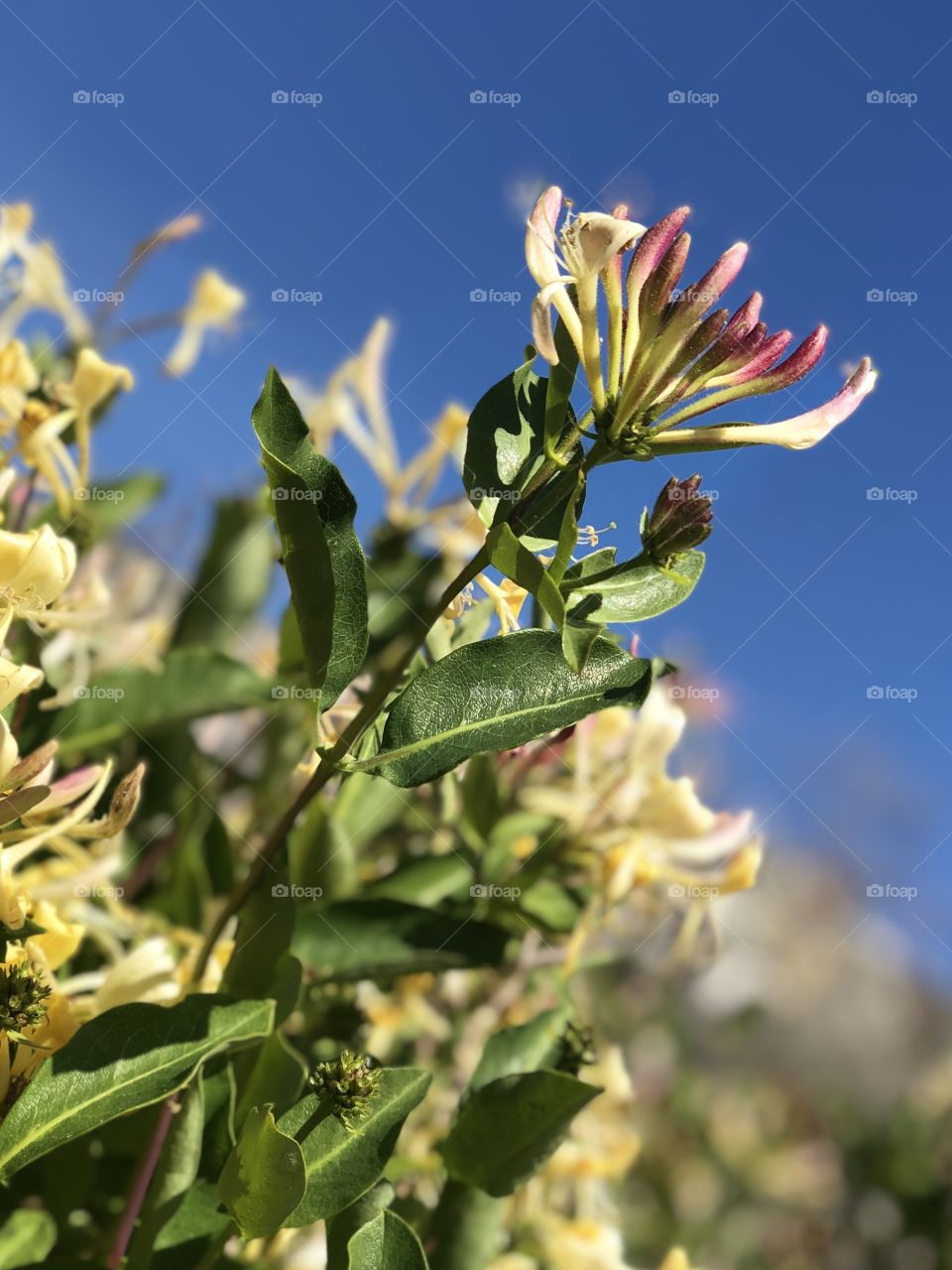 Honeysuckle rose 