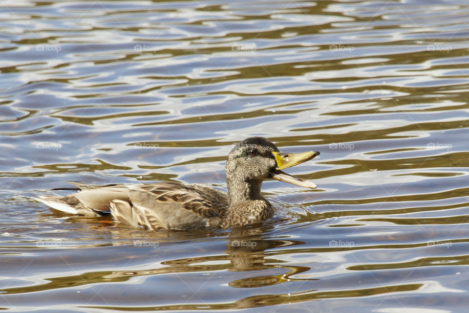 Happy mallard duck