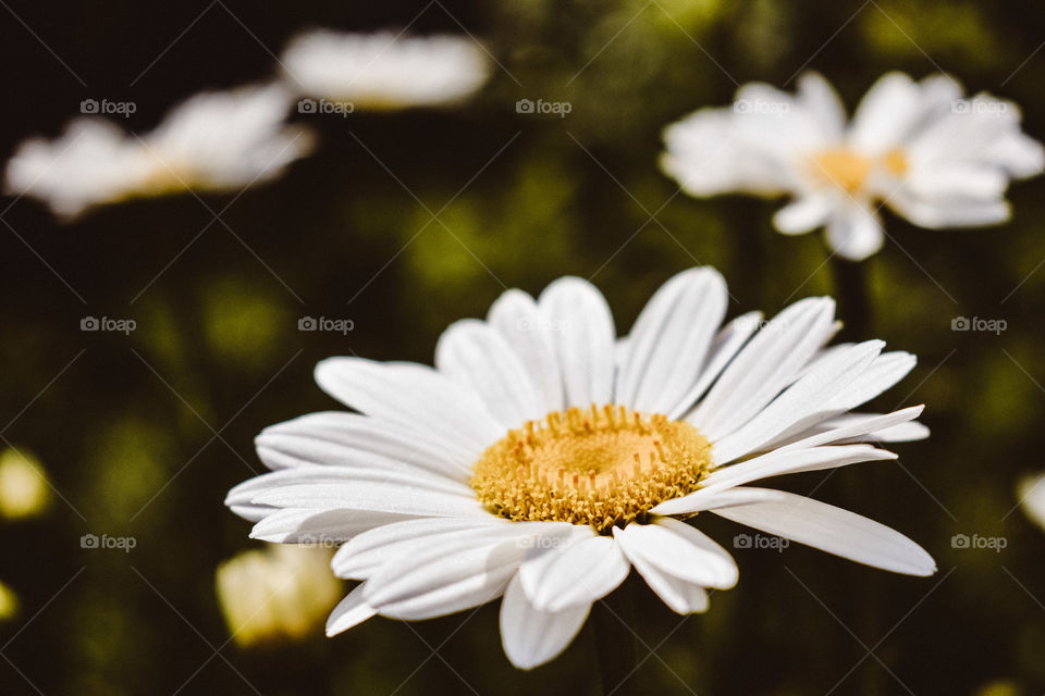 Close up daisy still life