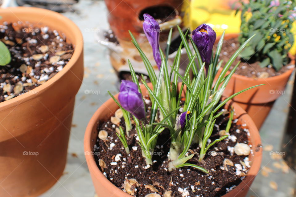 purple flowers in pot