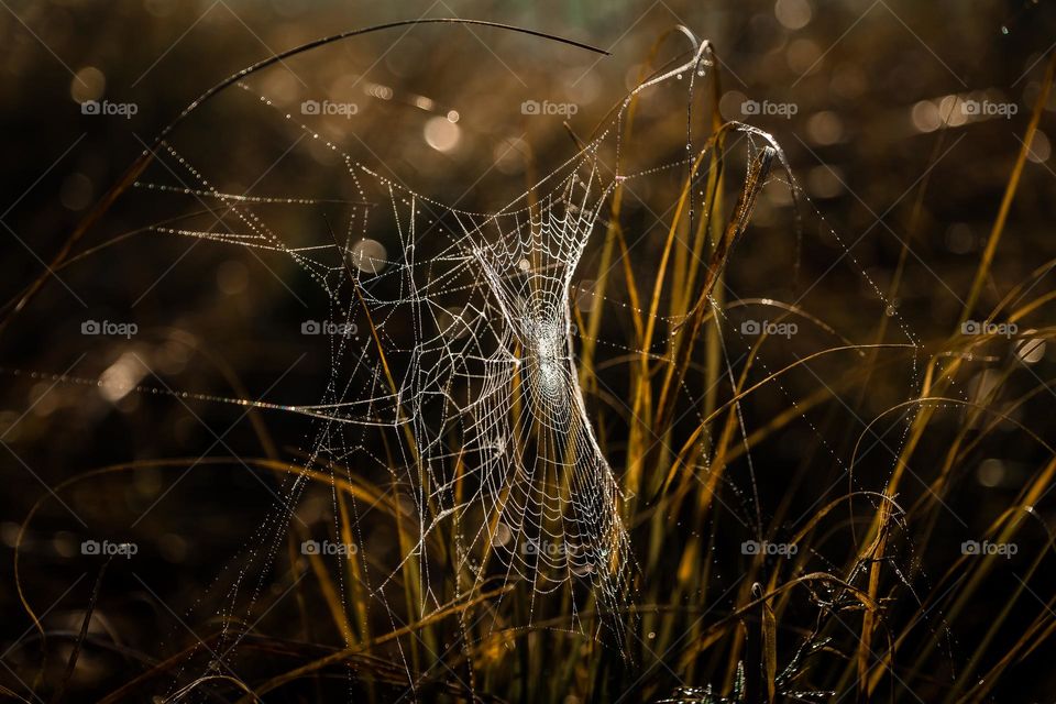 Spider with bokeh