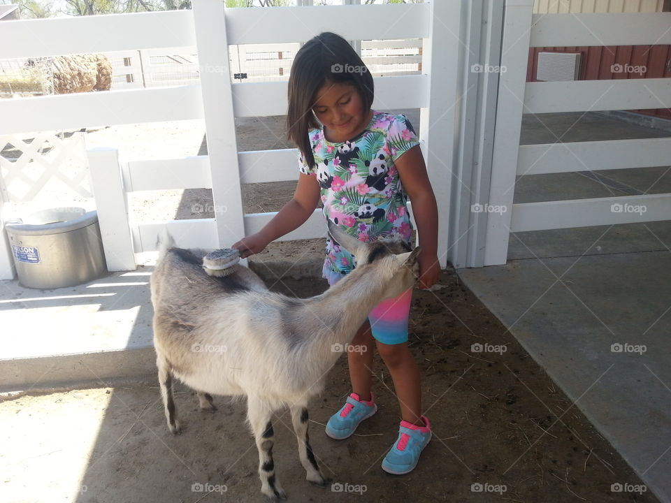 Goat. Children can brush the goats and pet them at the zoo goats really love the attention  