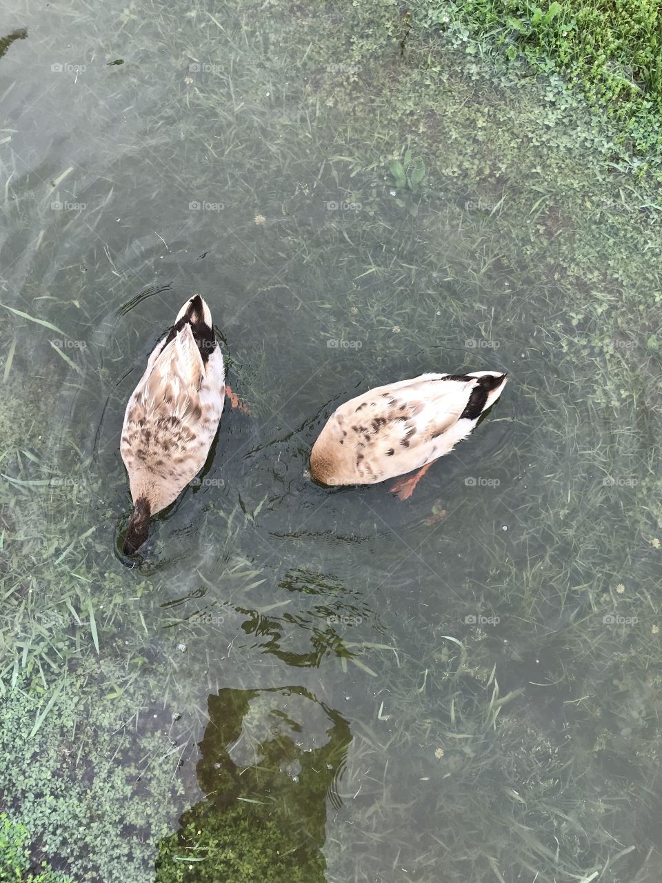 Ducks 