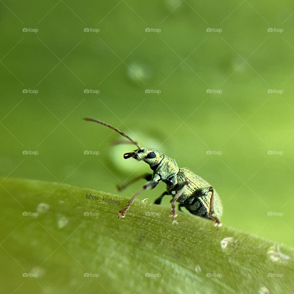 Insect and plant