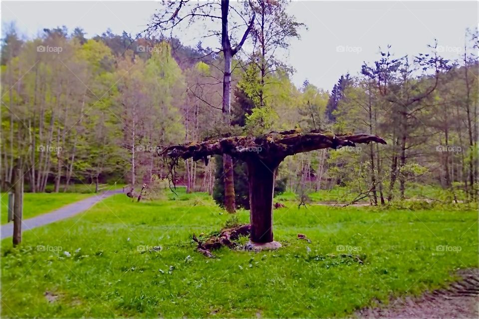 This incredible sight is a tree that was split in half by lightning and survived in the “Bayerischer Wald”, the “Bavarian Forest” near the town of “Eging” and the “Eging Lake”, the “Eginger See”. 2024. Hypnotic Productions