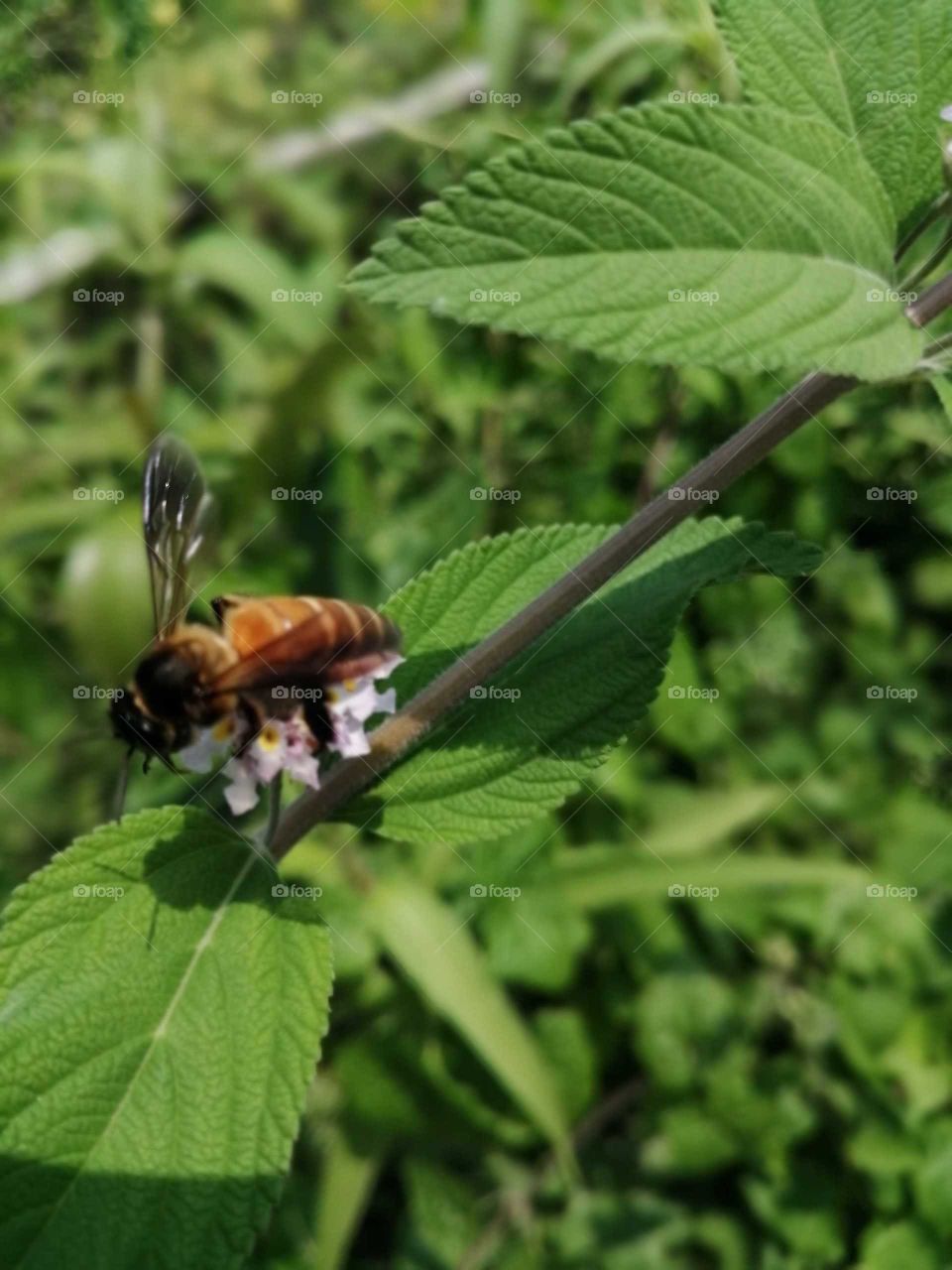 A little Honey Bee