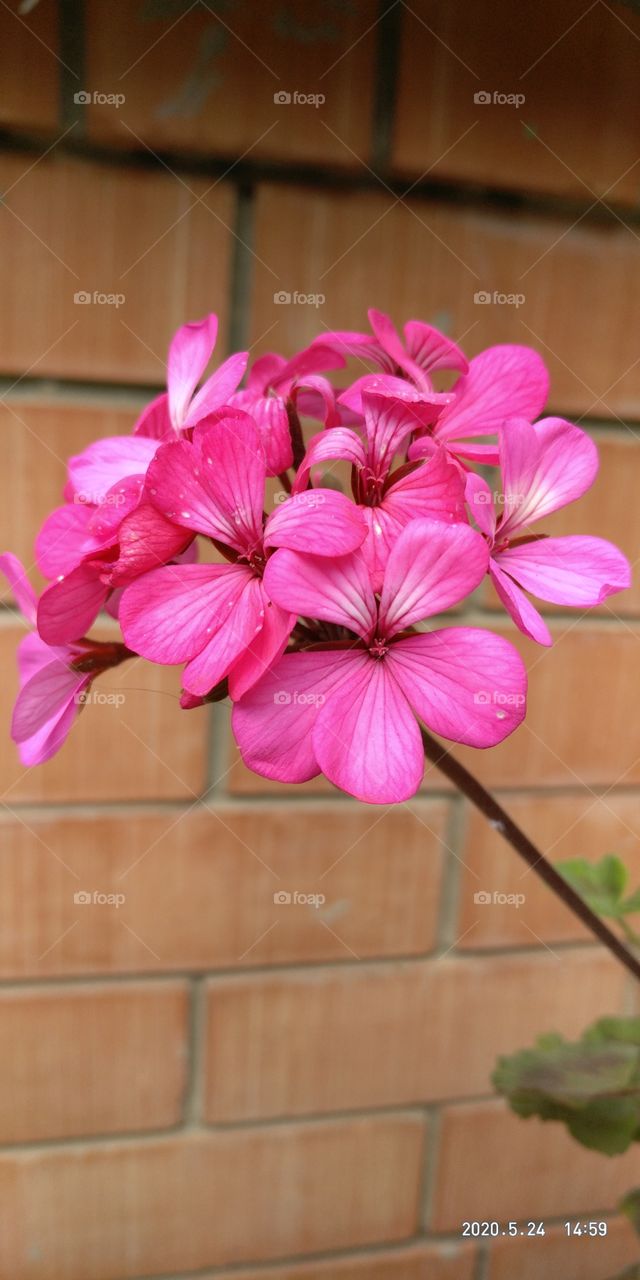 Geranium ...