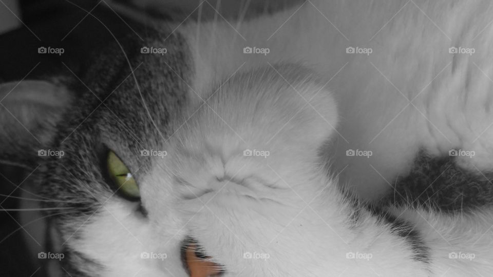 Cat Bath B&W dash of color