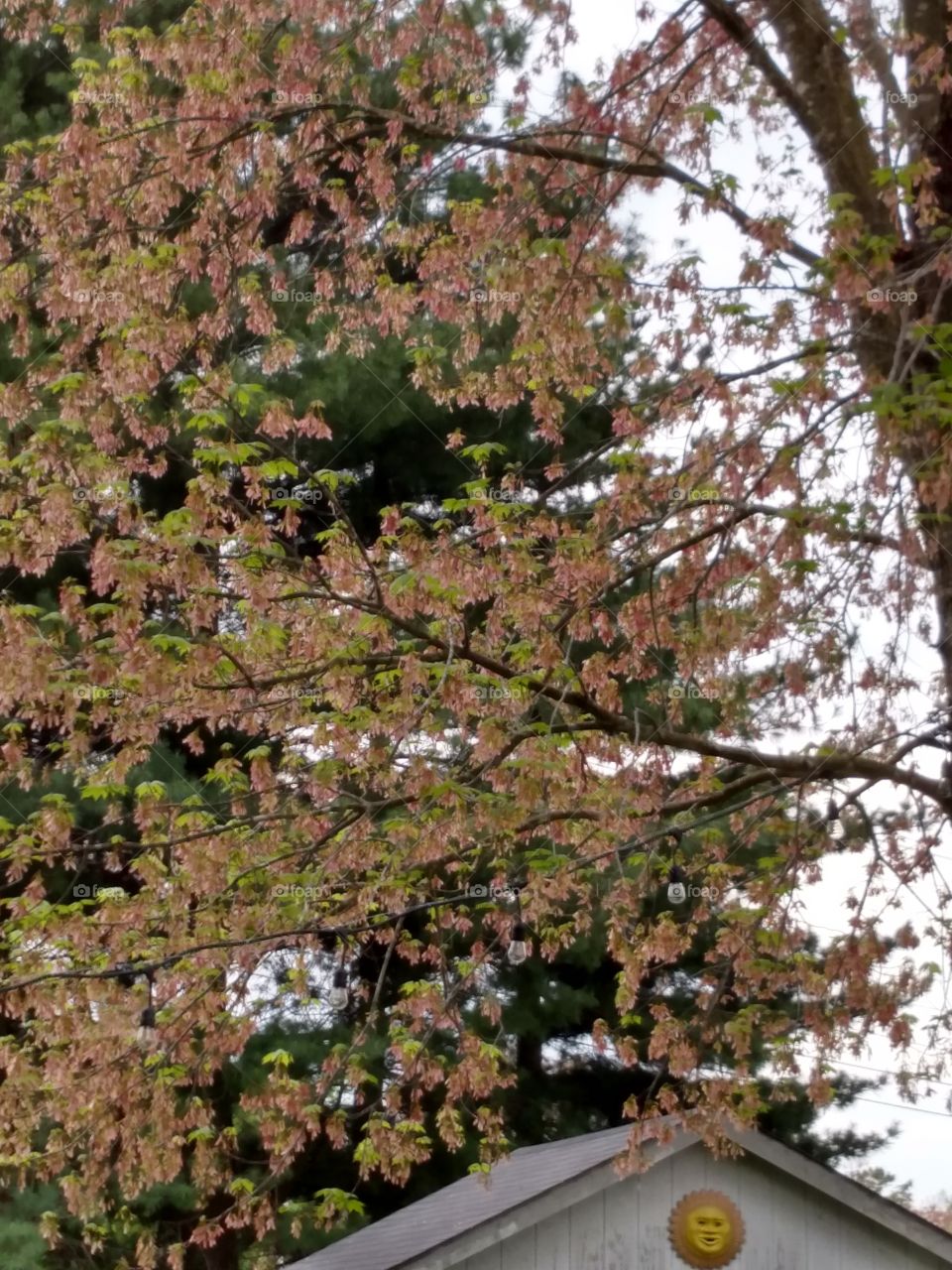 Spring Is Here. Sitting on the deck after a hard day's chores.