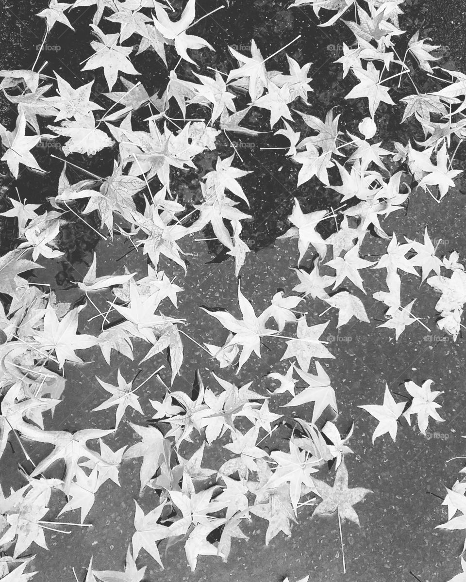 black and white scatter