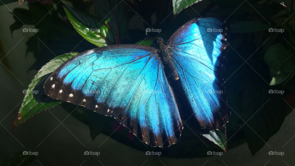 Blue butterfly on leaf
