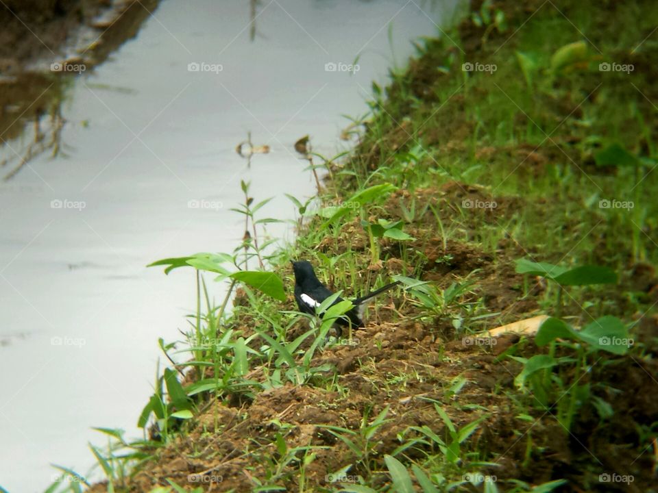 Black and white bird