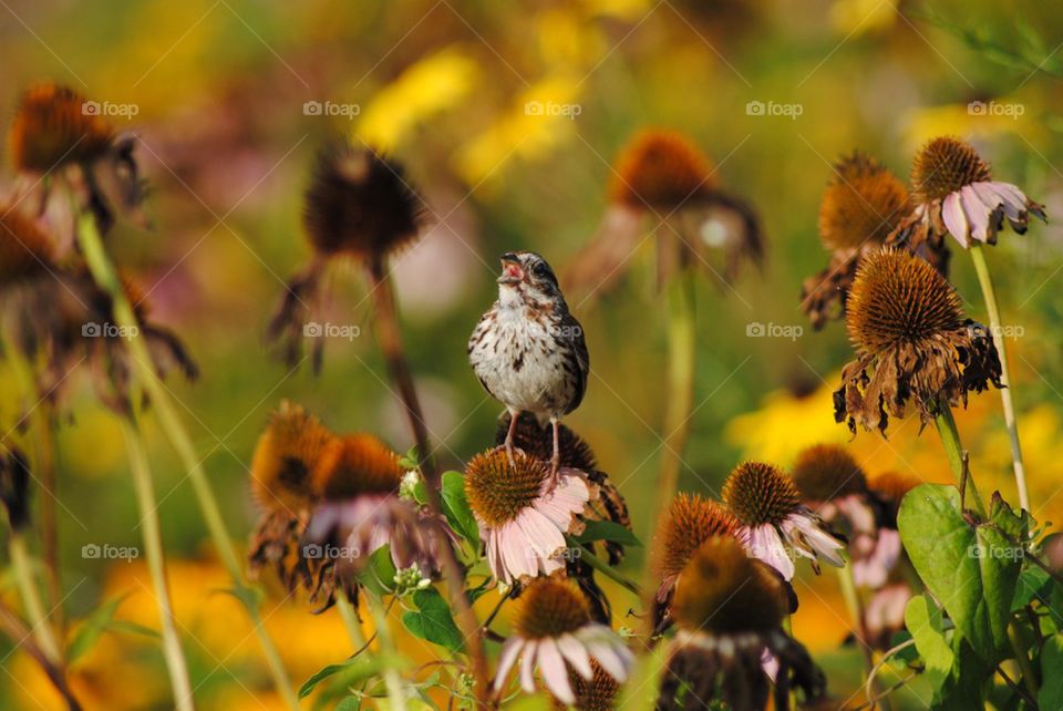Close-up of bird on flower field