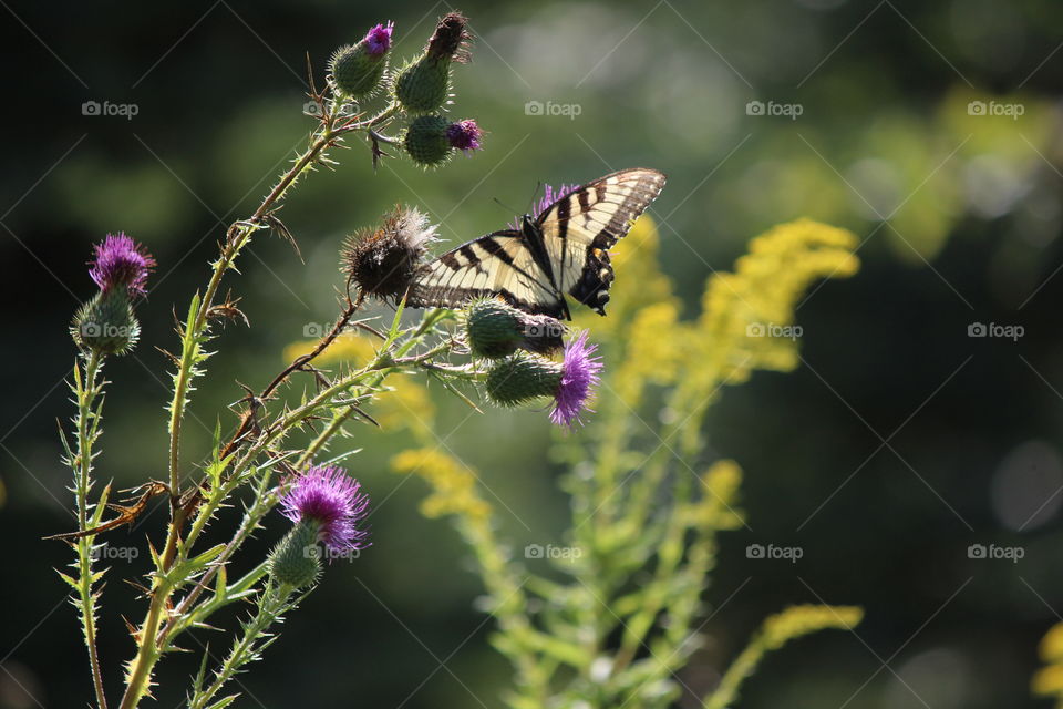 Butterfly and wildflowers
