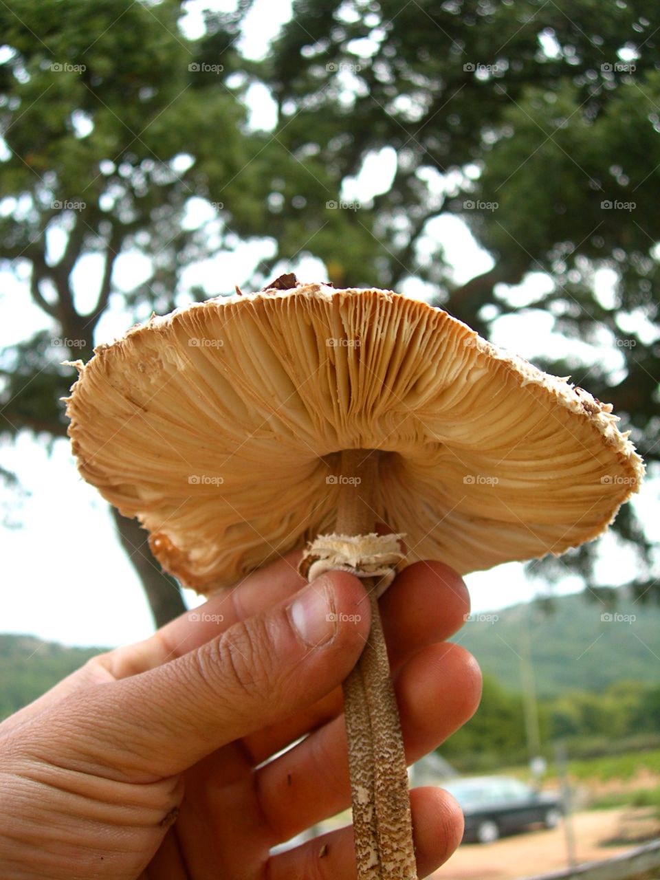 Human finger holding mushroom
