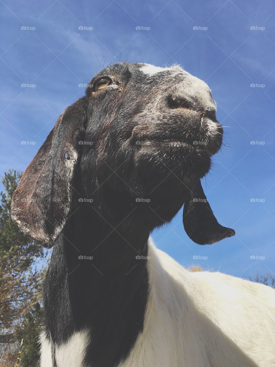 Boer Nubian goat.