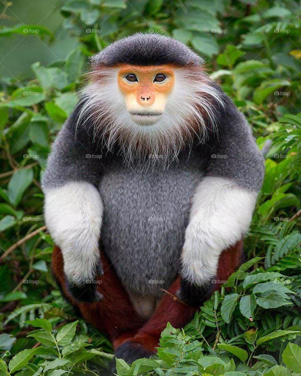 Red-shanked douc