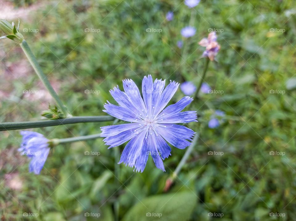 Chicory flower, close-up.