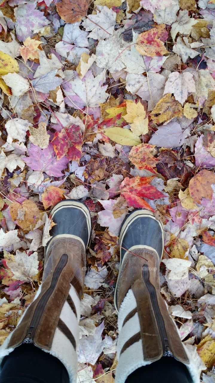 Sorels treking through leaves