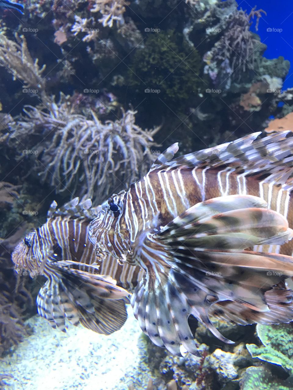 Two Lionfish 