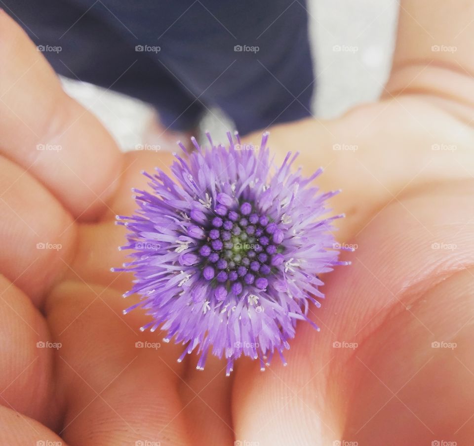 Purple flower in a hand