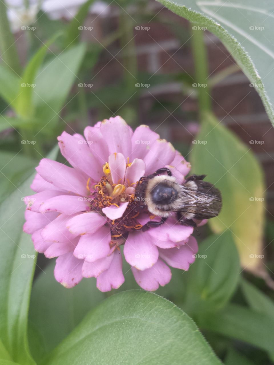 zinnia & bee