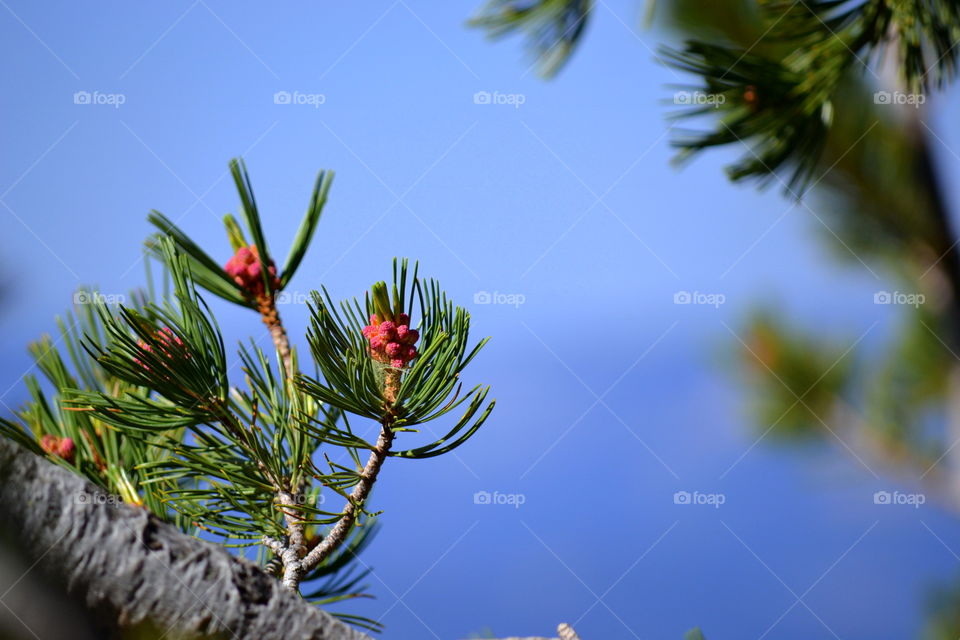 Pine cone buds