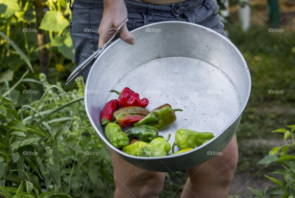 Picking peppers in the garden, holding a metal tray