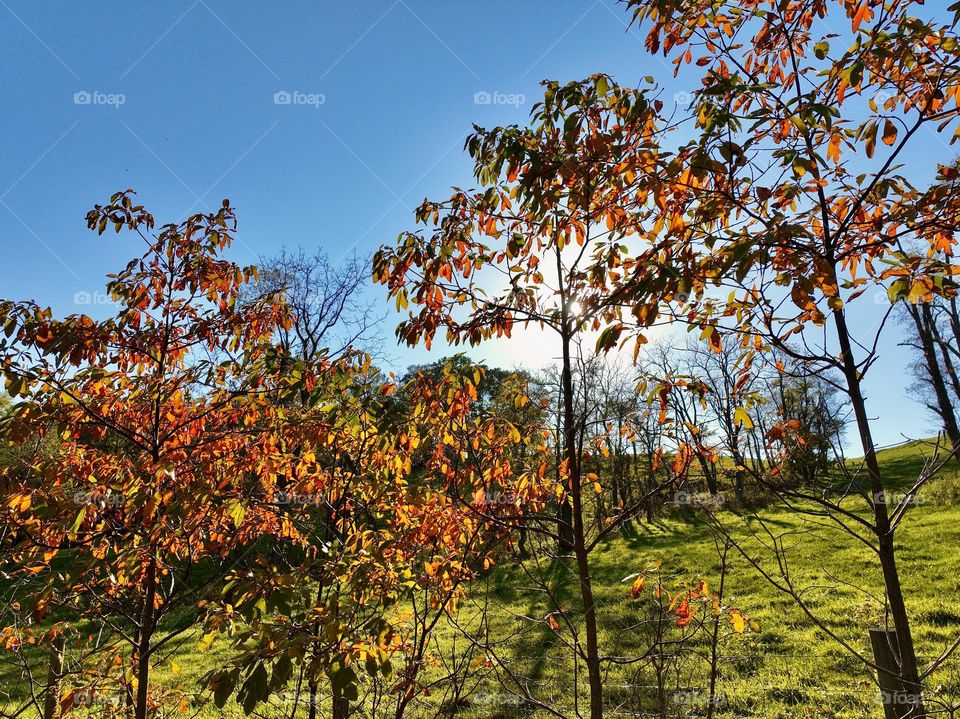 Autumn sunlight filtering through vibrant orange leaves, casting shadows on a bright green meadow under a clear blue sky.