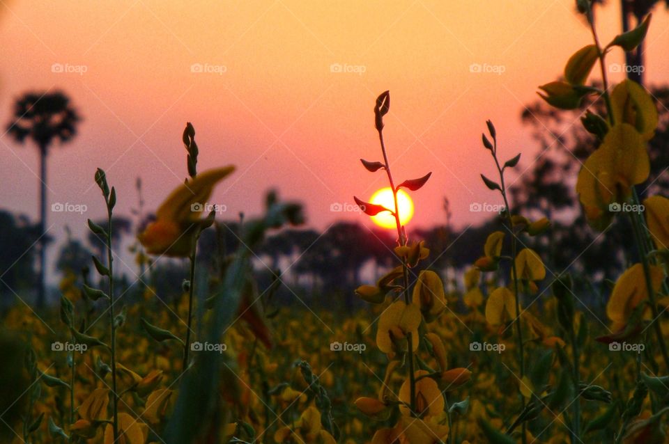 Beaty of suset enhanced by Sunhemp crop.