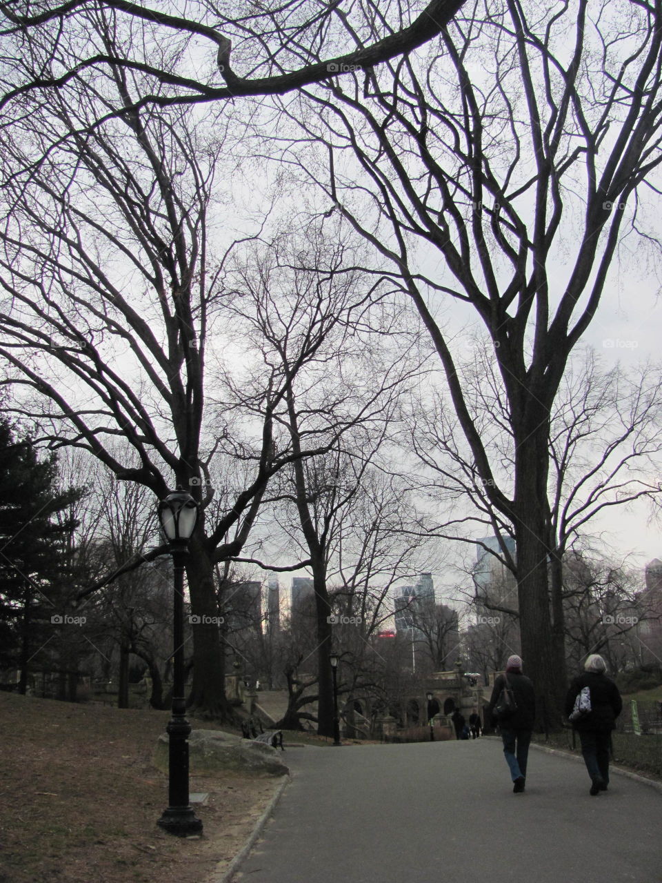Tree, Landscape, Park, No Person, Branch