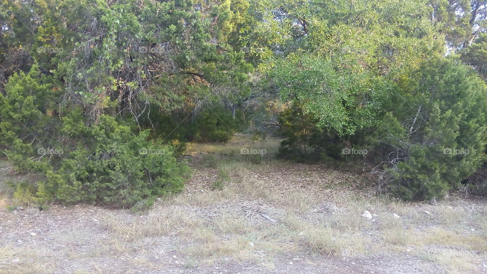 Leaf Tunnel. a pathway in the trees, through the woods.