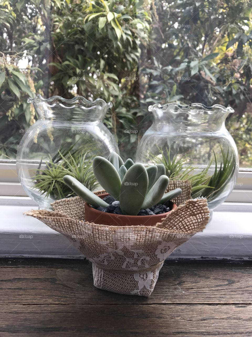 Window plant