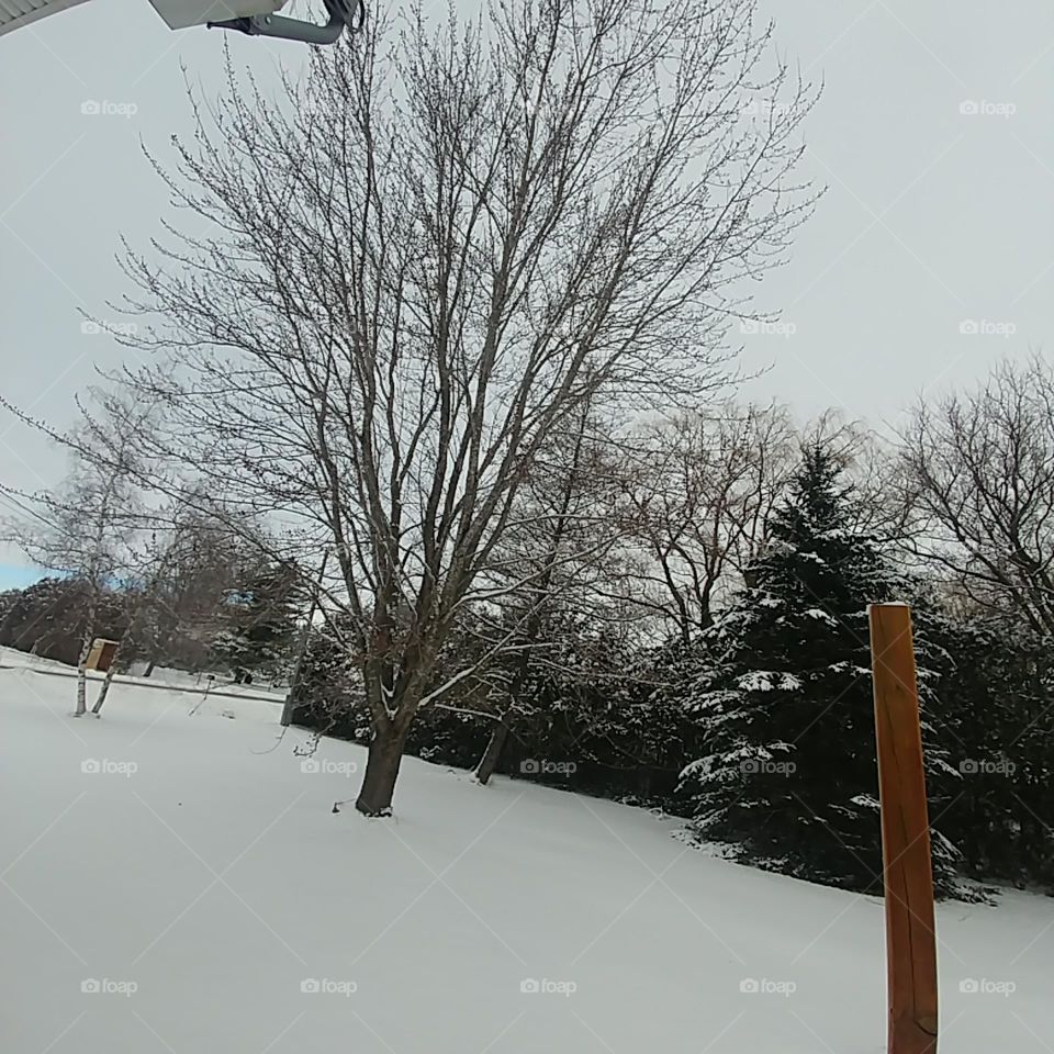 Érable en invierno Canadá